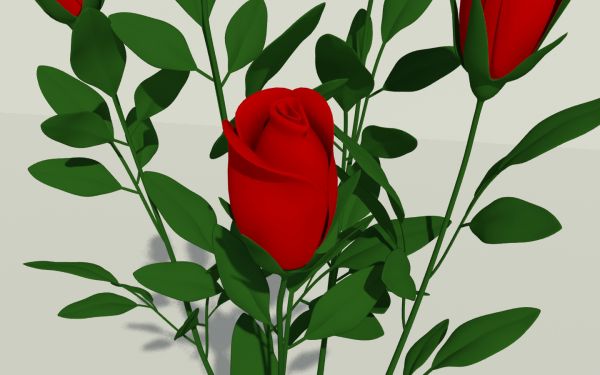 The Beautiful Rose.